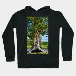 White Bark Tree Hoodie